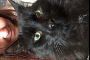 Alerte Disparition Chat Mâle , 6 ans Largentière France