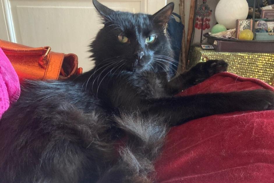 Alerte Disparition Chat Mâle , 6 ans Largentière France