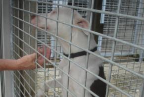 Alerte Découverte Chien Femelle Aussillon France