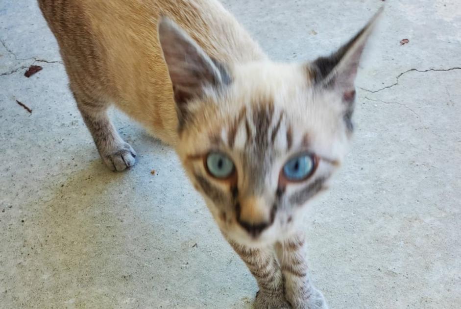 Alerte Découverte Chat Inconnu Limendous France