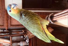 Alerte Disparition Oiseau Mâle , 2026 ans Junas France