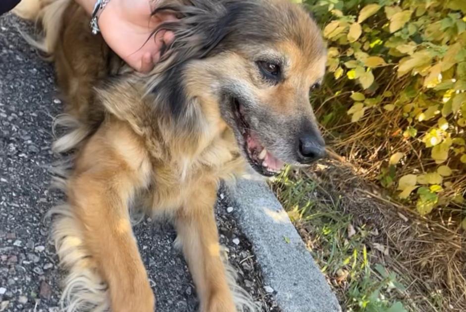 Alerte Découverte Chien Inconnu Saint-Genis-Laval France