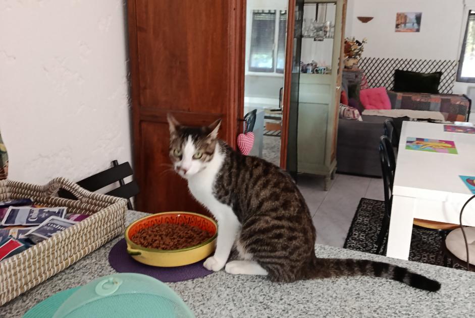 Alerte Disparition Chat croisement Mâle , 3 ans Bressols France