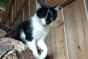 Alerte Découverte Chat Inconnu Lingèvres France