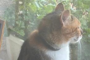 Alerte Disparition Chat Femelle , 3 ans Loctudy France
