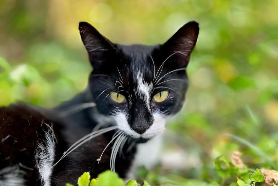 Alerte Découverte Chat Mâle Barzun France