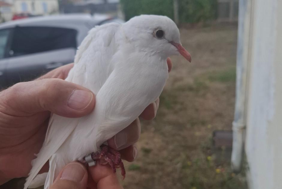 Alerte Découverte Oiseau Inconnu La Devise France