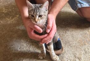 Alerte Découverte Chat Inconnu Domessin France