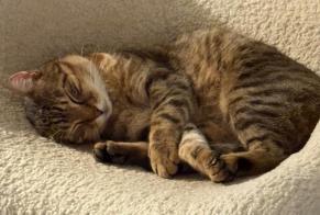 Alerte Disparition Chat  Mâle , 8 ans Loury France