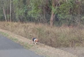 Alerte Découverte Chien  Inconnu Viglain France
