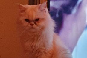 Alerte Disparition Chat  Mâle , 7 ans Caluire-et-Cuire France