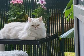 Alerte Disparition Chat  Mâle , 7 ans Caluire-et-Cuire France