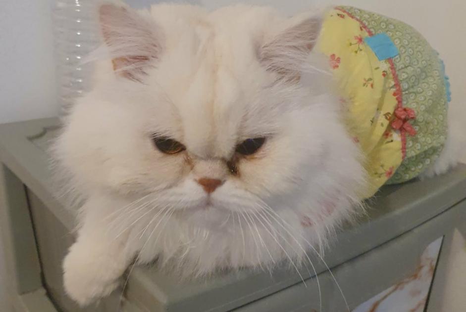Alerte Disparition Chat  Mâle , 7 ans Caluire-et-Cuire France