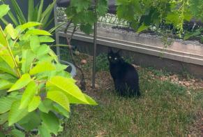Alerte Découverte Chat Femelle Craponne France