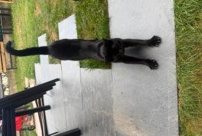 Alerte Découverte Chat Femelle Craponne France