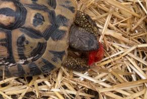 Alerte Disparition Tortue Mâle , 2026 ans Thonon-les-Bains France