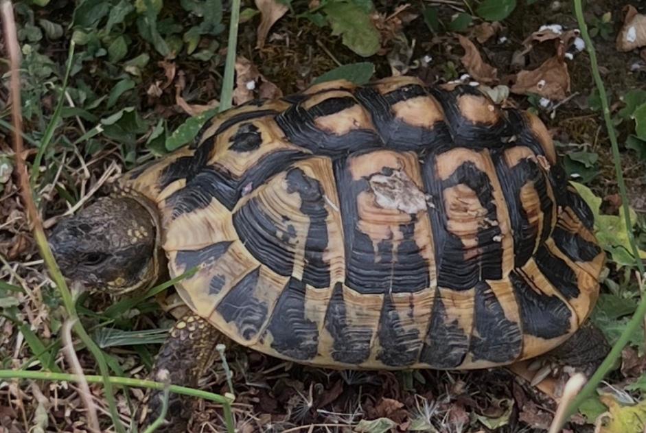 Alerte Disparition Tortue Mâle , 2026 ans Thonon-les-Bains France