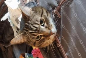 Alerte Disparition Chat  Mâle , 6 ans Meylan France