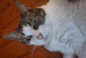 Alerte Découverte Chat  Femelle , 5 ans Sainte-Gemme-la-Plaine France