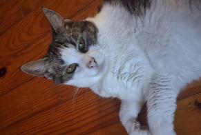 Alerte Découverte Chat  Femelle , 5 ans Sainte-Gemme-la-Plaine France