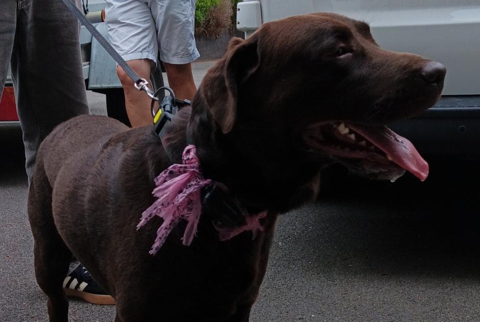 Alerte Découverte Chien  Mâle Romillé France