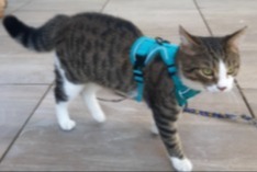 Alerte Disparition Chat  Femelle , 1 ans Perthes France