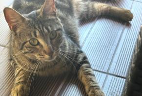 Alerte Disparition Chat  Femelle , 1 ans Nîmes France