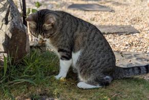 Alerte Disparition Chat Mâle , 2 ans Puisseguin France