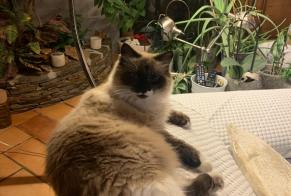 Alerte Disparition Chat croisement Femelle , 6 ans Marclopt France