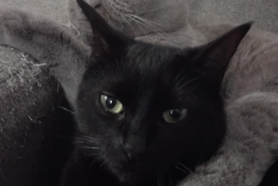 Alerte Disparition Chat Femelle , 3 ans Montaut France