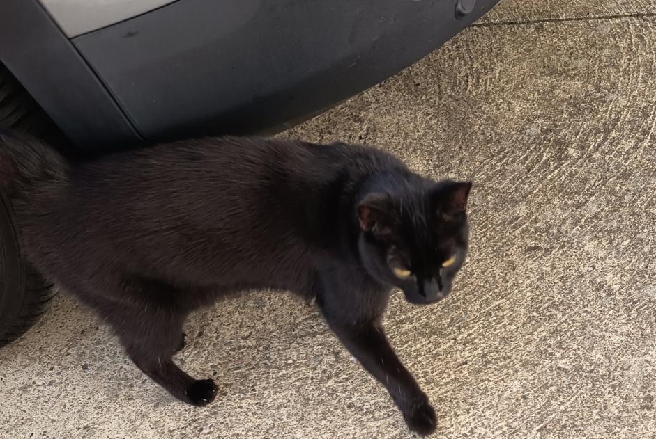 Alerte Découverte Chat Femelle Golbey France