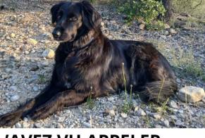 Alerte Disparition Chien croisement Femelle , 8 ans Sauve France