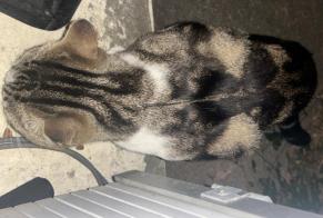 Alerte Découverte Chat Mâle , 2 ans Alfortville France