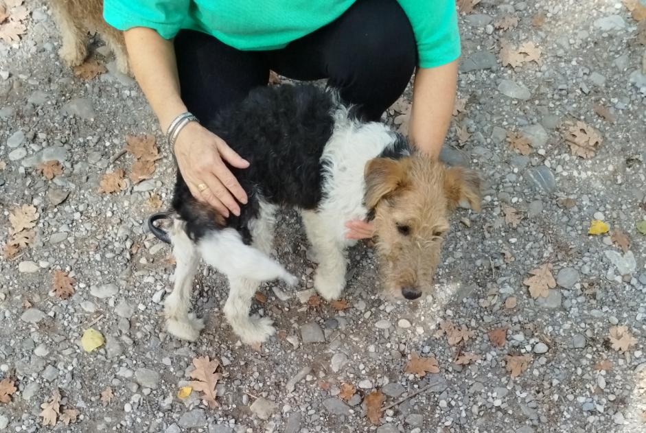 Alerte Découverte Chien  Mâle Epagny Metz-Tessy France