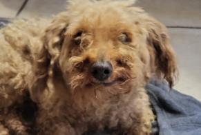 Alerte Découverte Chien Mâle Les Clefs France