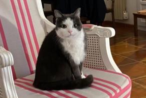 Alerte Disparition Chat Mâle , 3 ans Trouville-sur-Mer France