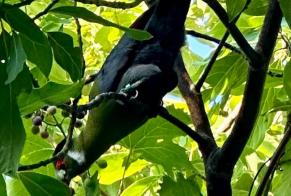 Alerte Découverte Oiseau Inconnu La Garde France
