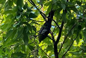 Alerte Découverte Oiseau Inconnu La Garde France