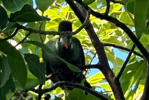 Alerte Découverte Oiseau Inconnu La Garde France