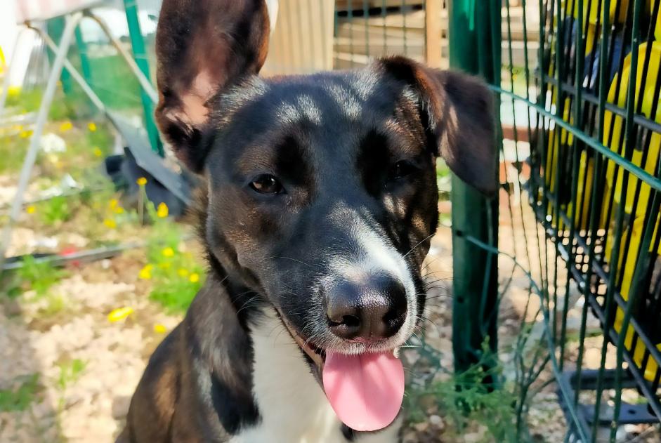 Alerte Découverte Chien croisement Femelle Nègrepelisse France