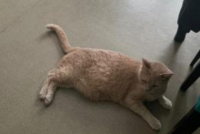 Alerte Disparition Chat Mâle , 11 ans Paris France