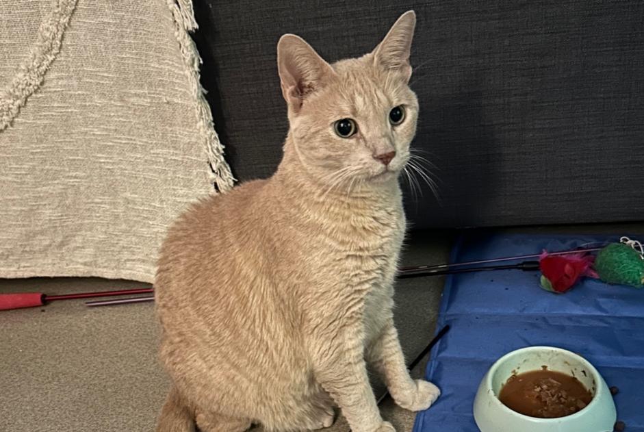 Alerte Disparition Chat Mâle , 11 ans Paris France