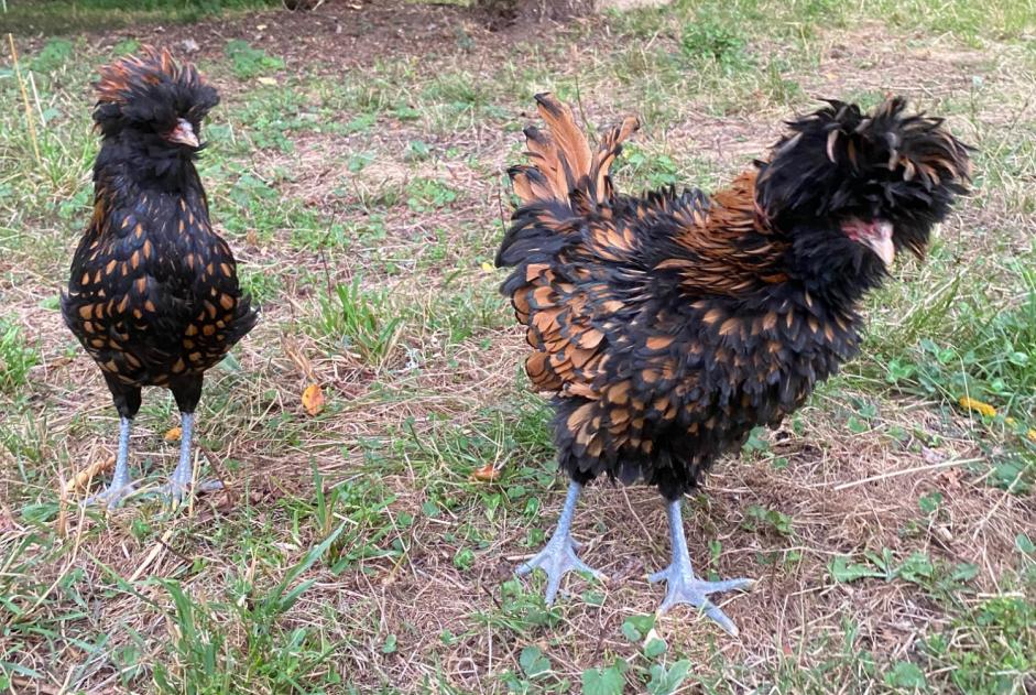 Alerte Découverte Oiseau Inconnu Lau-Balagnas France