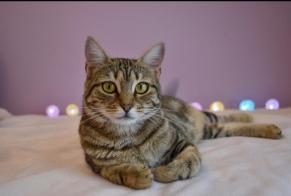Alerte Disparition Chat croisement Femelle , 8 ans L'Escarène France