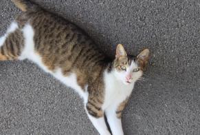 Alerte Découverte Chat Mâle , 4 ans Tergnier France
