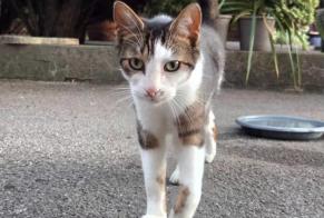 Alerte Découverte Chat Mâle , 4 ans Tergnier France