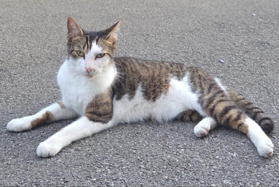 Alerte Découverte Chat Mâle , 4 ans Tergnier France