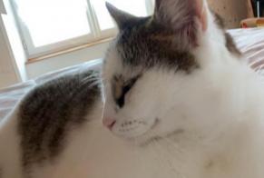 Alerte Disparition Chat  Femelle , 7 ans Saint-Brice France