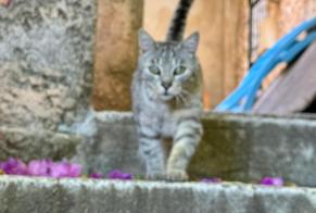 Alerte Disparition Chat  Mâle , 11 ans Carnoules France