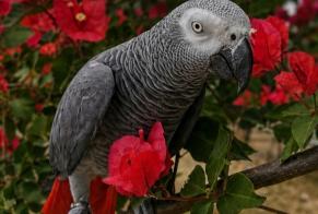 Alerte Disparition Oiseau Mâle , 2026 ans Créteil France